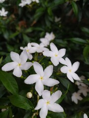 it is white in color and has a very fragrant smell