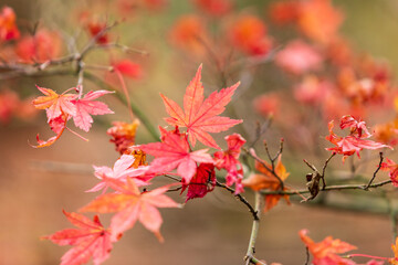 赤く色づいた河口湖畔のもみじ