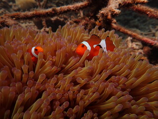 Sea anemones found at natural coral reef area