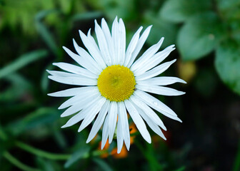 Obraz premium White daisies in the garden. Wild daisies grew on the dacha plot. Chamomile field. Daisies in America