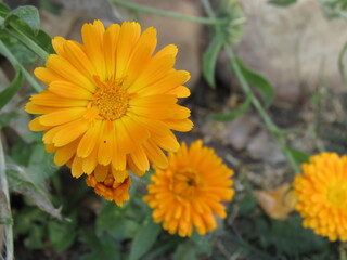Orange  Marigold 