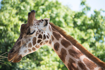 Jirafa/giraffa alimentandose, comiendo, disfrutando.