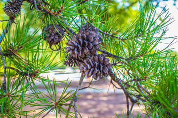 Pine cones on a pine tree with green foliage