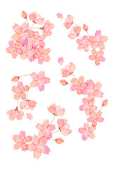 手描き桜 ベクターイラスト素材