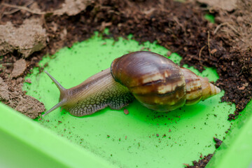 big Achatina snail in terrarium