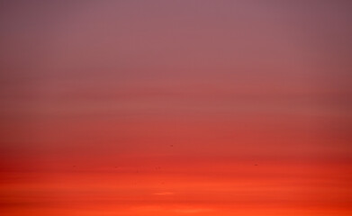 Red gradient sunset sky background  with birds silhouettes. 