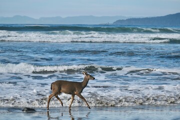 Deer walking on sandy beach in Olympic National Park. Washington. United States of America  