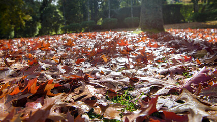 Autumn at Tieve Garden, Mount Macedon