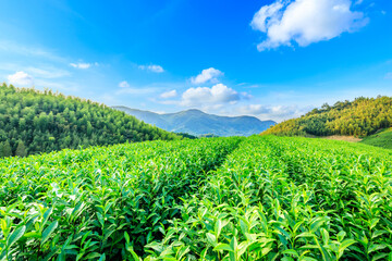 Green tea plantation and bamboo forest landscape.