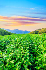 Tea plantations and bamboo forest at sunset,green natural background.