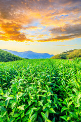 Tea plantations and bamboo forest at sunset,green natural background.