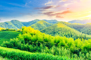 Fototapeta premium Tea plantations and bamboo forest at sunset,green natural background.