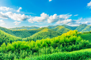 Fototapeta na wymiar Green tea plantation and bamboo forest landscape.
