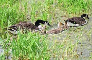 Canada Goose Family Swimming