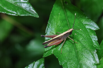 An insect (locust) on a leaf

