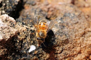 Water-collecting Western Honey Bee (Apis mellifera), tongue extended, South Australia