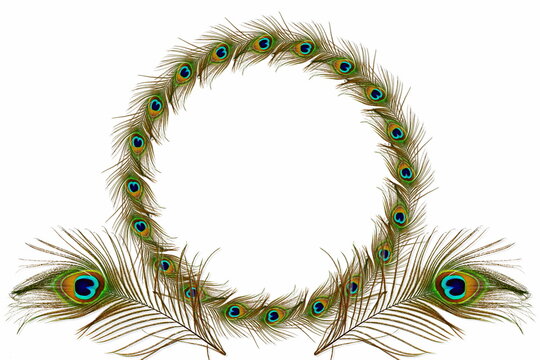 peacock feathers frame in white  background with text copy space