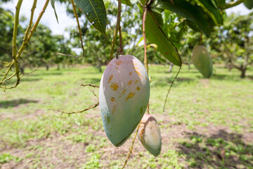 The mango is about to ripen hanging on the tree.