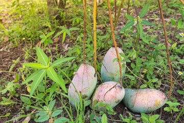 The mango is about to ripen hanging on the tree.