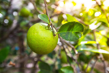 The green lemon on the tree is in Asia.