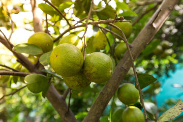 The green lemon on the tree is in Asia.