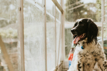 English setter dog looking through the greenhouse