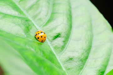 One ladybird on the green leaf.
