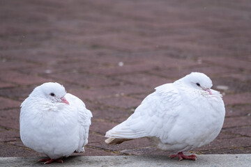 Two beautiful white pigeons on the ground.
