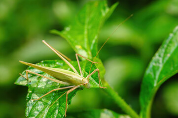 A insect(katydid or Bush Cricket)  stays on the leaf
