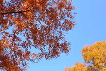 秋空に映えるメタセコイア