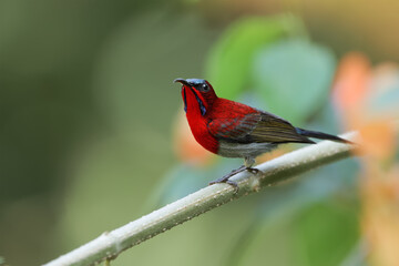 Crimson Sunbird flying and sucking nectar from chinese hat plant tree, food on the flower.