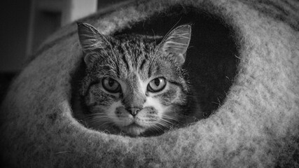 Cat peeking through a cat bed