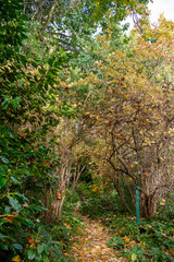 Fototapeta premium Autumn at Tieve Garden, Mount Macedon