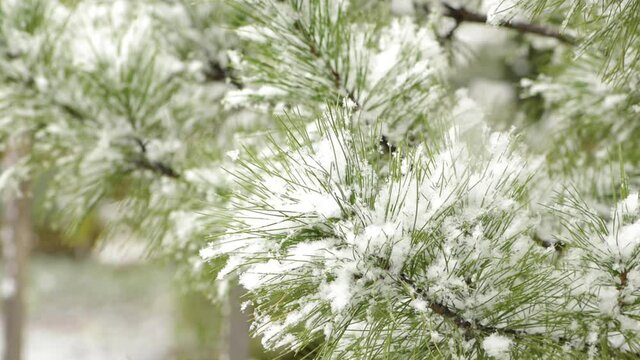 Snow-covered branch pine. Snowfall. First snow. Snowing.