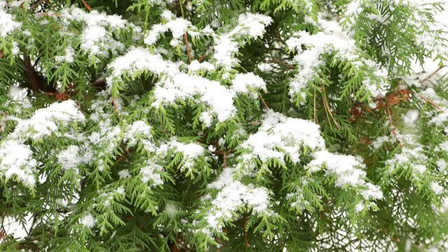 Snow-covered branch pine. Snowfall. First snow. Snowing.