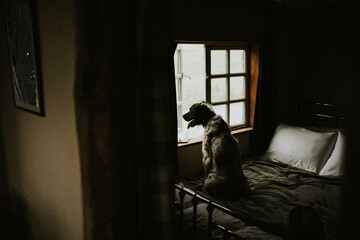 Fototapeta na wymiar Dog looking out through the window