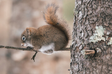 Red Squirrel In Northern Minnesota