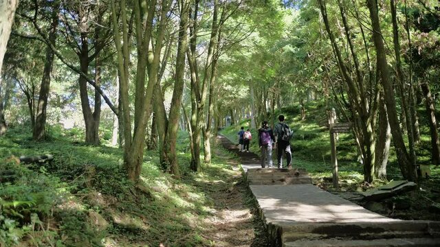 NOV 22, 2020. Shot of Dongyanshan National Forest Recreation Area located at Fuxing District in Taoyuan City, Taiwan. Walking through the gorgeous Cryptomeria forest and the moment of the greenery. 
