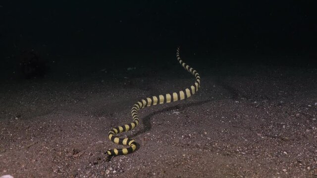 Turtle-headed sea snake digging in sand at night.