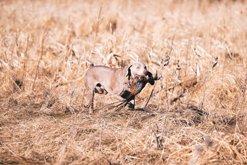 Hunting Dog Corn Field Wisconsin