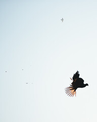 Fototapeta premium Pheasant Hunting Pheasant Flying