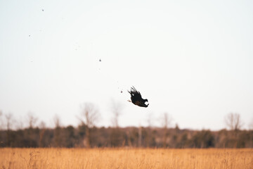 Pheasant Hunting Pheasant Flying