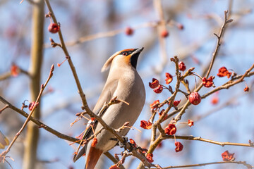 Bohemian Waxwing, Bombycilla garrulus, sitting on the bush and feeding on wild red apples in winter or early spring time.