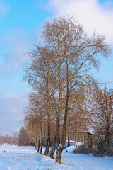 Winter view of poplar alley in the city Park