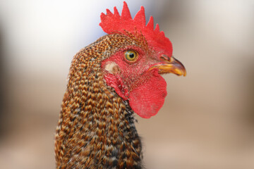 Potrait of Hen Posing to camera