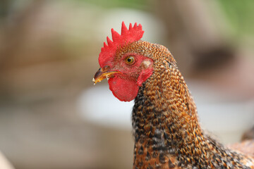 Potrait of Hen Posing to camera