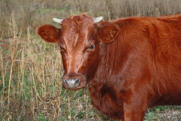Young milk red cow on farm field pasture. Calf cute face, selective focus. Cow baby head on cattle farm for beef, milk bovine & dairy. Red brown angus cow at countryside - organic industry production