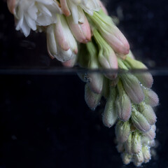 flores en agua macro