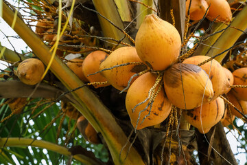 Chowghat Orange Dwarf Tender  Coconuts on a coconut tree	

