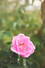 Fototapeta premium Beautiful pink rose flower in the garden 